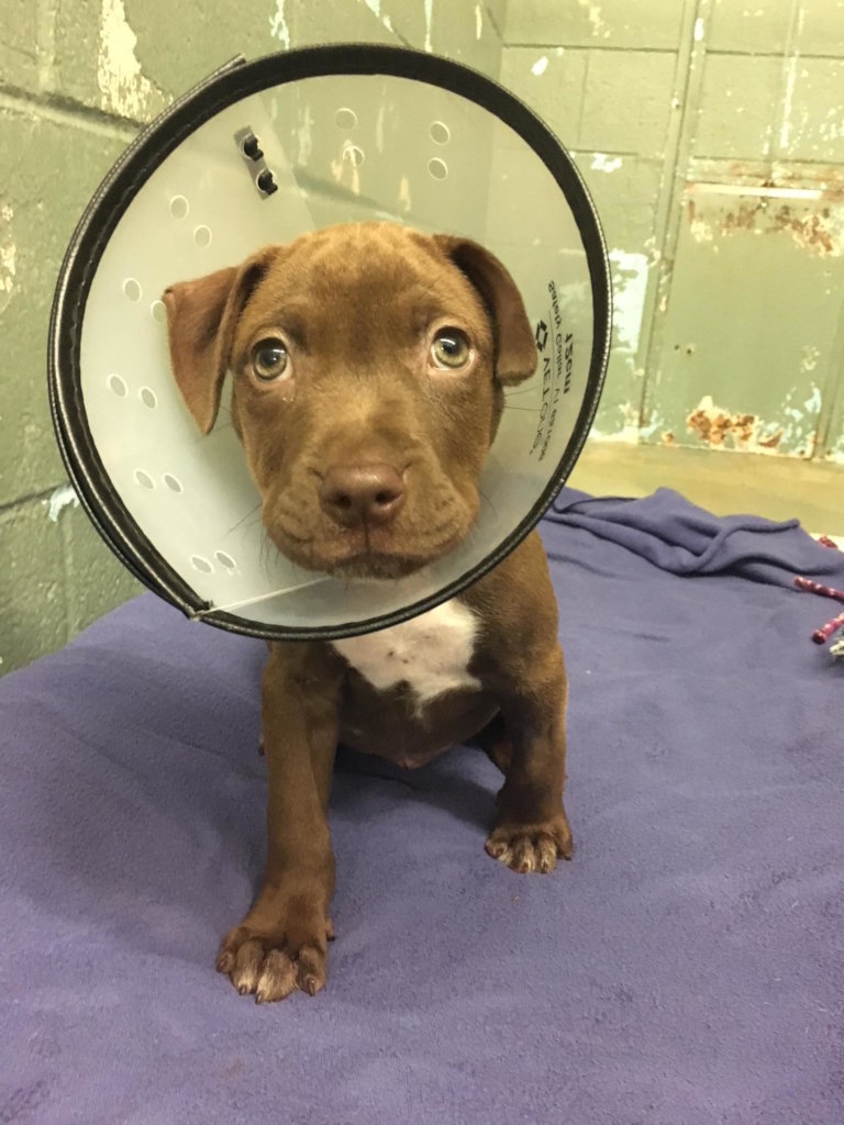 Save the Lives of Homeless Animals in Oregon