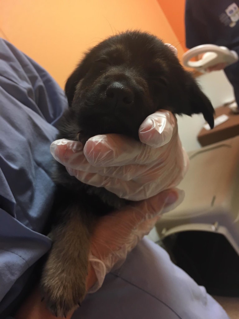 Save the Lives of Homeless Animals in Oregon