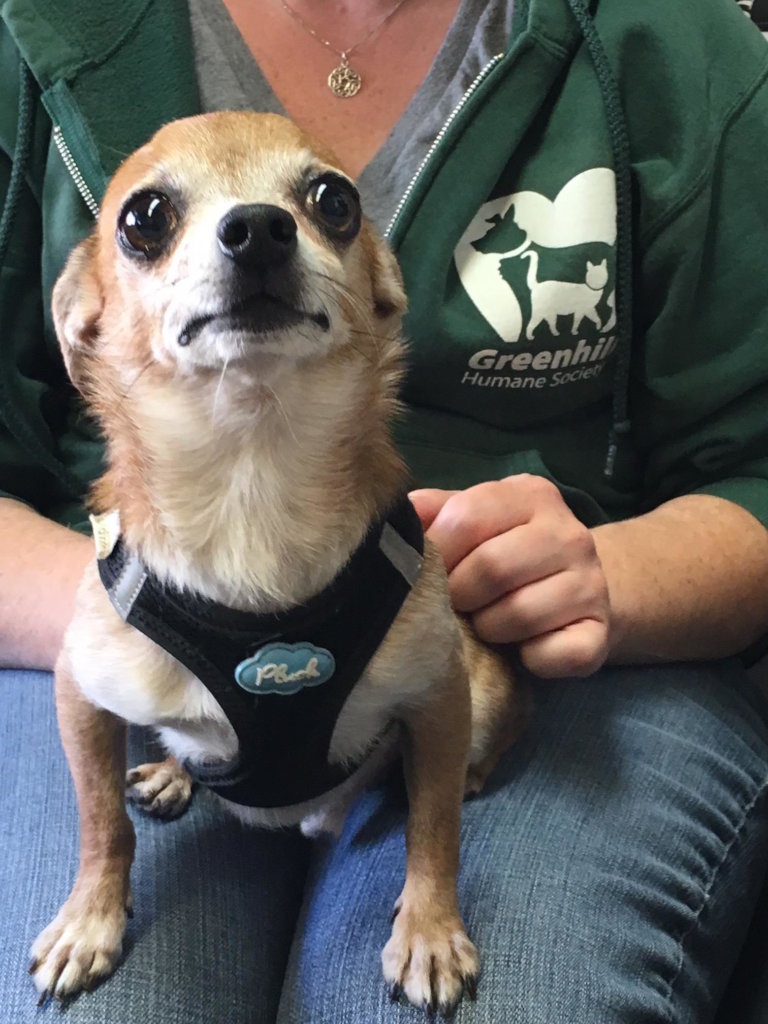 Save the Lives of Homeless Animals in Oregon