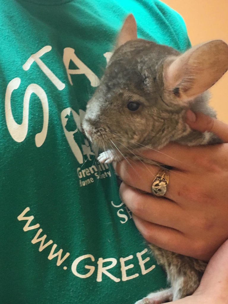 Save the Lives of Homeless Animals in Oregon
