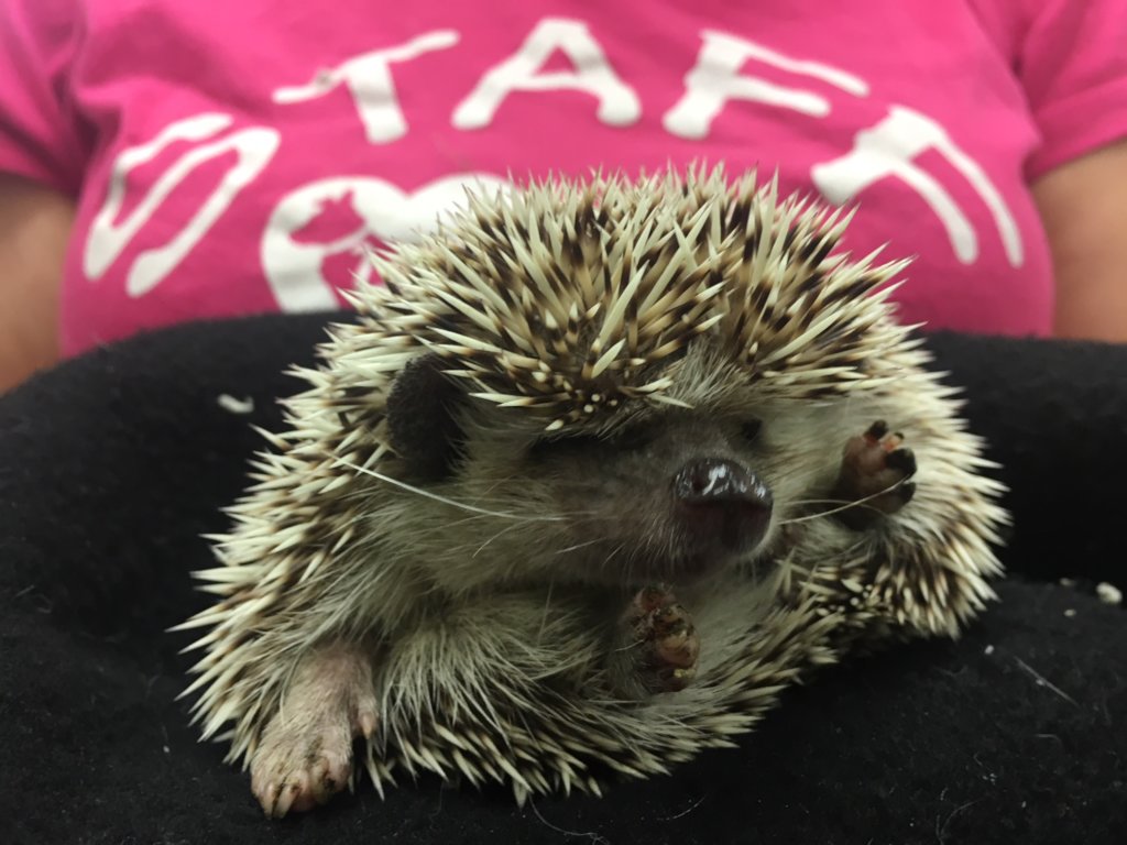 Save the Lives of Homeless Animals in Oregon