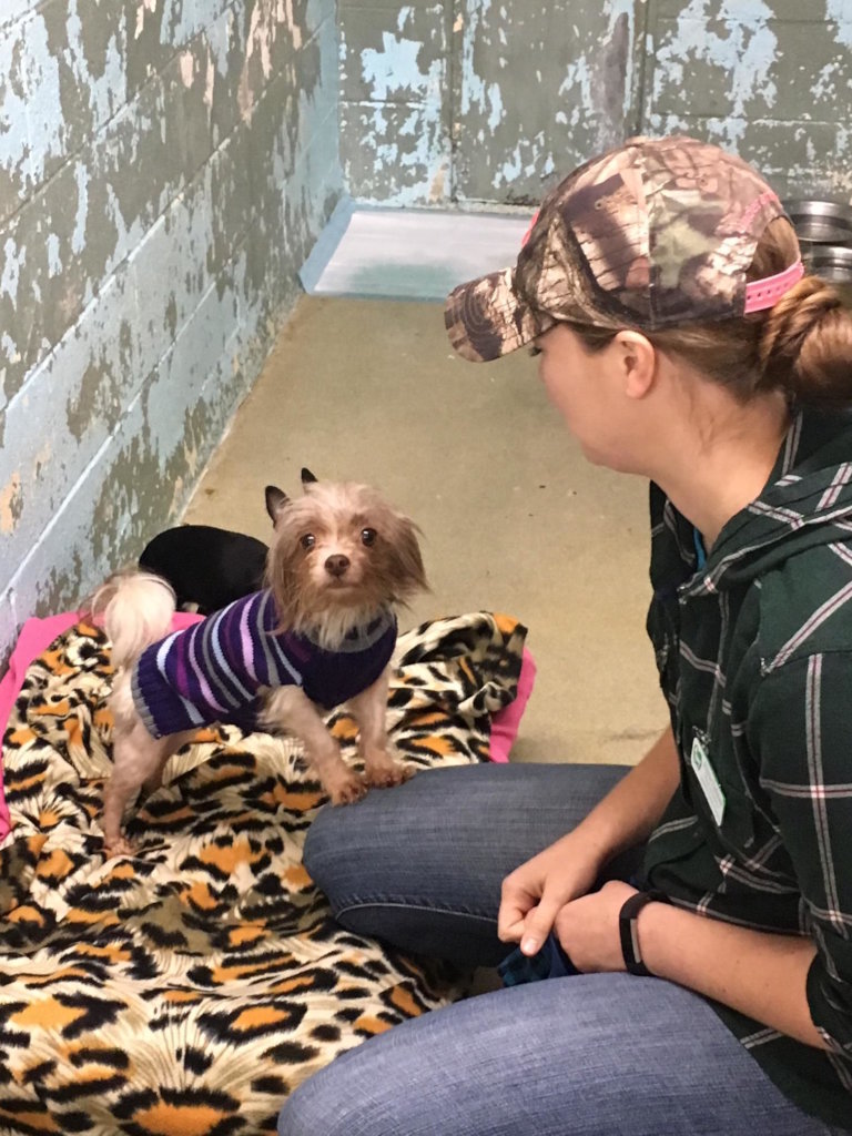 Save the Lives of Homeless Animals in Oregon