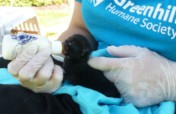 Save the Lives of Homeless Animals in Oregon