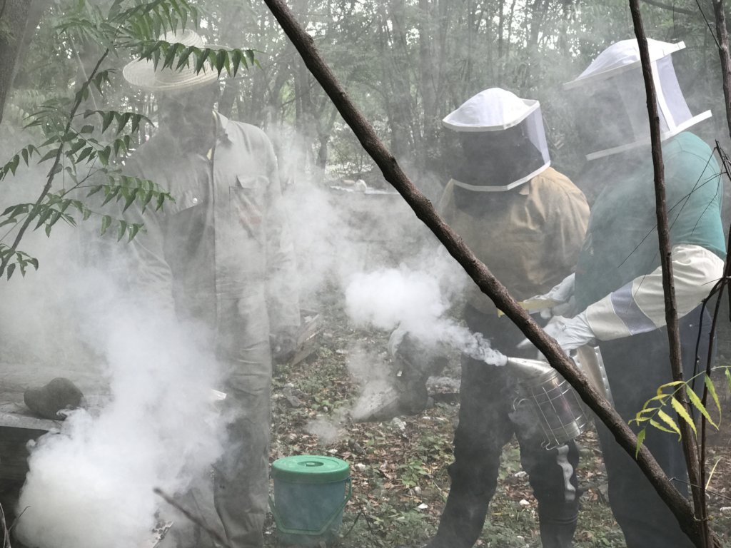 Train 180 Haitian Women in Beekeeping