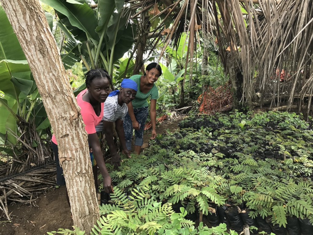 Train 180 Haitian Women in Beekeeping