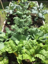 Vegetable Garden planted by HAICU