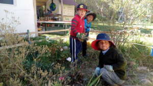 growing plants