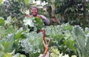 Establish Kitchen gardens for 500 Ugandan families