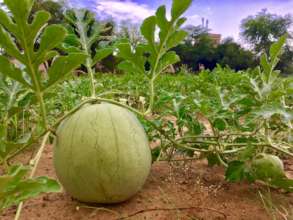 Watermelon