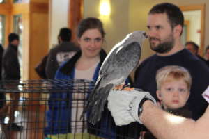 Jackson, Mississippi Kite, attending an event