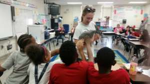 Touching Parsley, the domestic rabbit