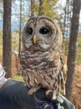 Apollo Enjoying the Sunshine