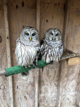 Apollo & Athena, Barred Owls