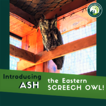 Ash, New Screech Owl!