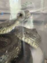 Broccoli in traveling container