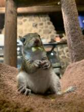 Scout enjoying his squash blossoms! :)