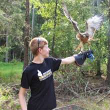 Red-tailed Hawk Katara, with educator Matt