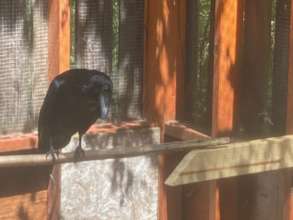 Edgar the raven enjoying his new & improved perch