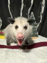 Pumpkin's Holiday Fun