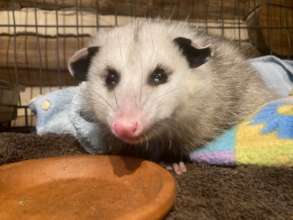 PWC's new Ambassador Animal, Pepper the opossum!