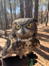 Juniper, one of our great horned owls.