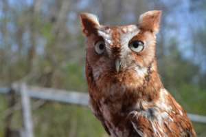 Otus, Eastern Screech Owl