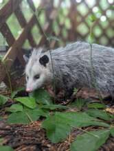 Peaches exploring outside.