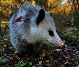 Pumpkin the Opossum
