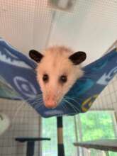 Pumpkin in her hammock
