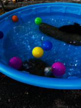 Terra, PWC's Diamondback Terrapin