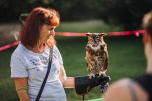Bellatrix, the Great Horned Owl, educating guests