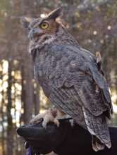 Great Horned Owl, Bella