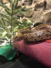 Kellogg's Holiday Photo