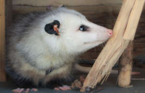 Pepper, the Virginian Opossum