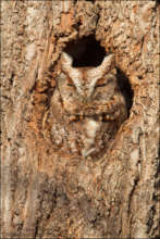 Example of Camouflage in tree cavity