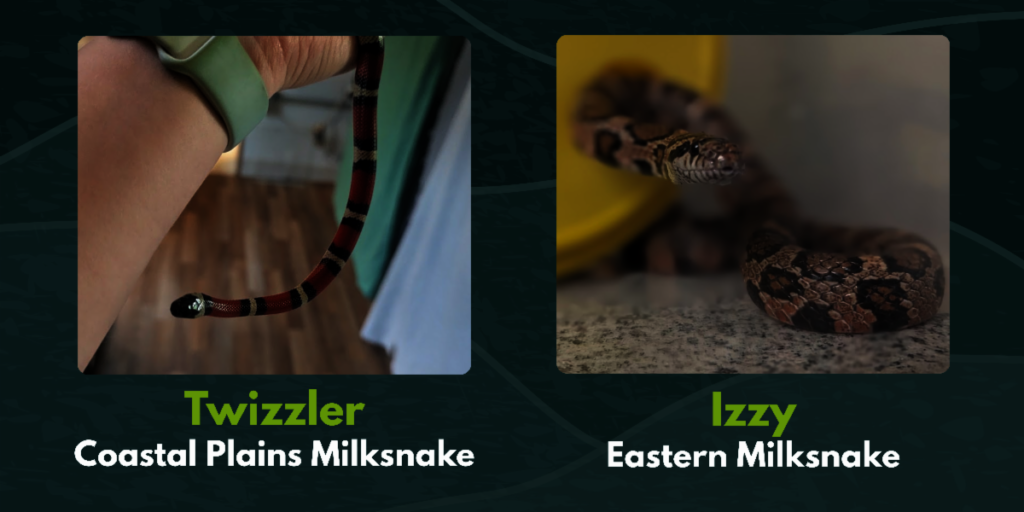 Comparison of Twizzler and Izzy