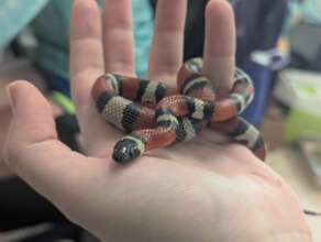 Twizzler, the Coastal Plains Milksnake
