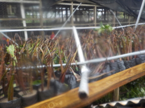 Mangrove seedling nursery was also damaged