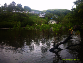 Mangroves that will soon protect the locals.