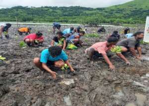 Locals engaging in mangrove activity.