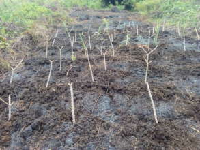Newly planted cassava cuttings.