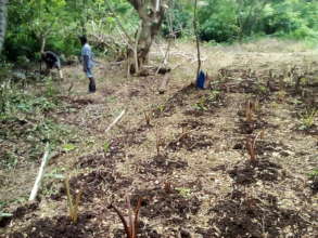 Newly planted taro.