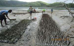 Mangroves grown at the nursery prior to planting.