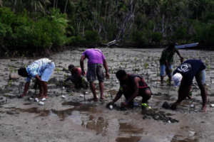 Mangrove planting activity with the locals.