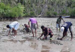 Mangrove planting activity by the villagers.