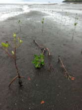 Planted mangroves affected by cyclone Harold.