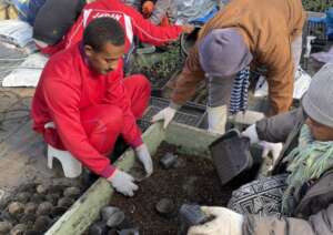 Preparation for making vegetable seedlings