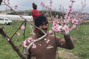 Picking plum blossoms for good harvests