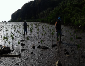 Survey of the growth of mangrove seedlings.