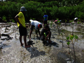 Actual mangrove planting by the locals.